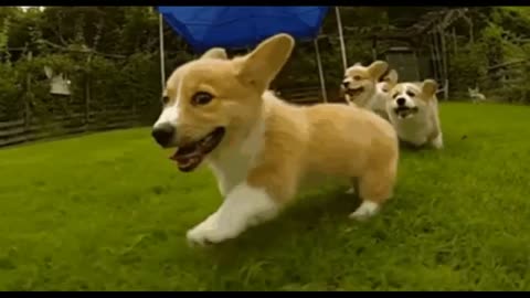 In 30 sec, These Hilarious Slow-Mo Corgi Puppies