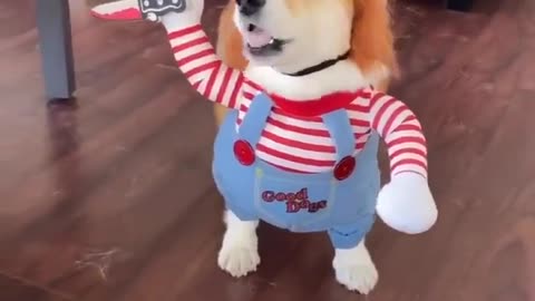 🐶👻 Pets | "Be Not Afraid of Dog Chucky" - Brave Pup Adventures | FurryFriendship | FunFM