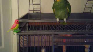 Eric the parrot