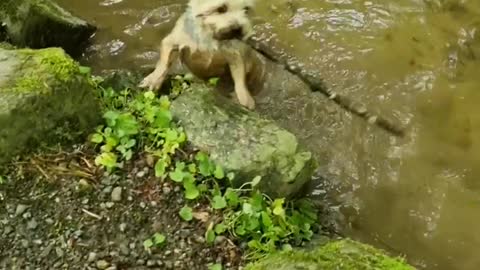 Yorkie finds a big stick in a little steam and gets excited