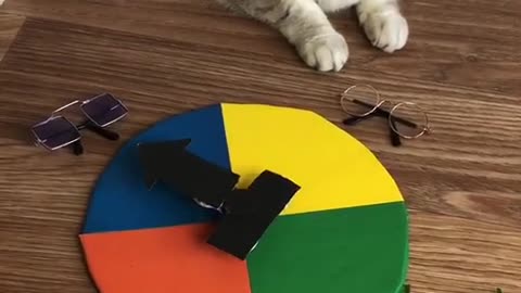 my cat paly spin the wheel game