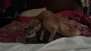 Caesar and Simba Playing