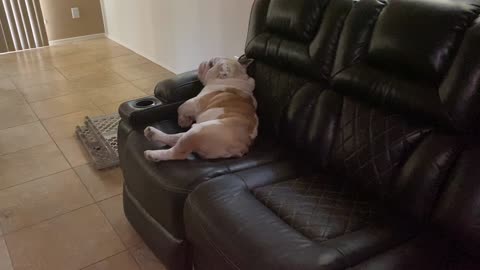 Bulldog and his lazy ways