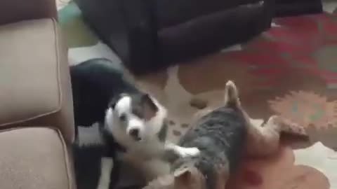2 Dogy Playing Fight