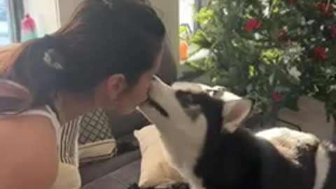Siberian husky learns a new trick