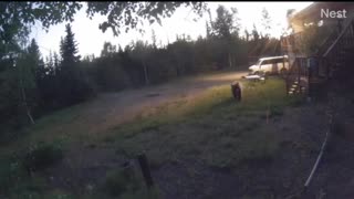 Brown Bear and Her Cubs Chasing Moose