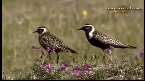 BBC Wildlife Documentary: Alaska's Fascinating Fauna – A National Geographic Production