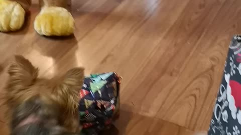 Yorkshire terrier opening Christmas present