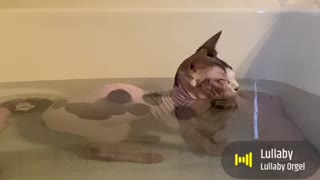 Cat in bath