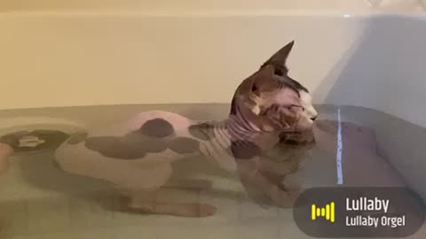 Cat in bath