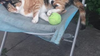 Hyperactive ginger cat on attack mode being protective over ball😹