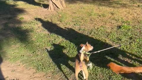 Dog Gets Pulled Strongly After Its Leash Gets Caught