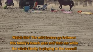 Wild Horses at Corolla NC (OBX)