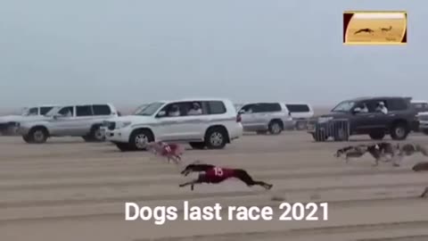 Dogs Last race 2021