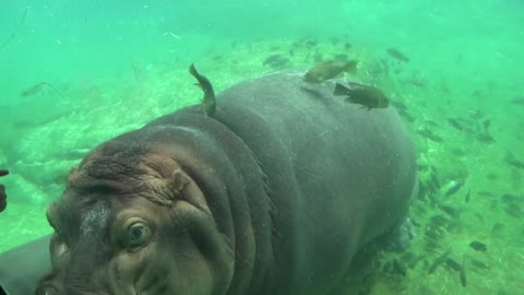 BABY HIPPO!