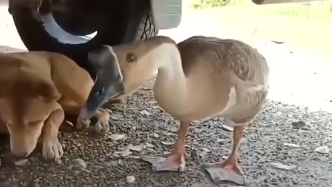 Protective goose shares special bond with its dog best friend