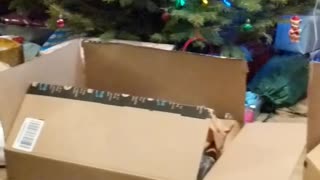 Cat Picks His Favorite Box