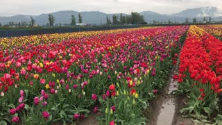 Tulips Festival