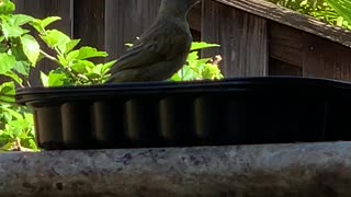 #Back Yard Birds Hawai’i Canary Baby (Saffron Finch)
