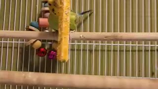 This Budgies A Real Wild Child! 🤣 #animals #budgies #shorts #animallover #birds