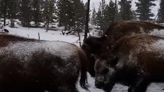 Yellowstone Park Welcoming Committee