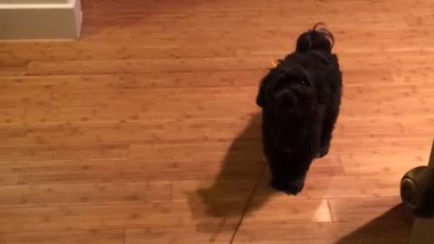 Black dog doesnt want to go out dragged by leash