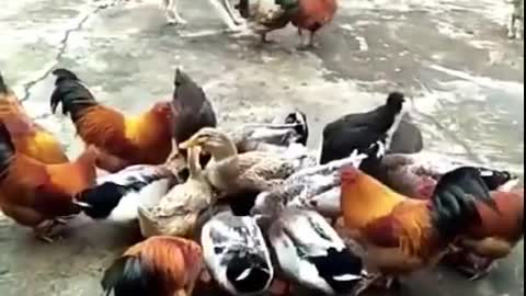 Dog Vs Chick/ Cock Vs Dog/ Chicken Vs Dog