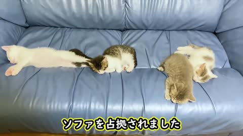 🤗Cute pets - small cat sleep
