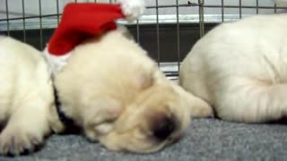 Litter of puppies wear adorable tiny Santa hats