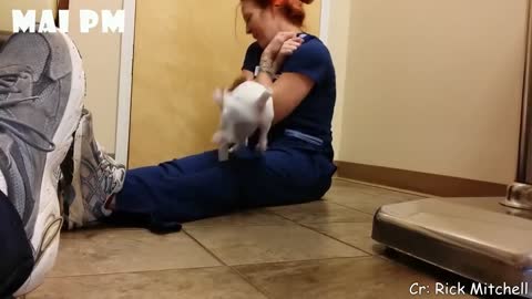 funny dog see reaction going to vet