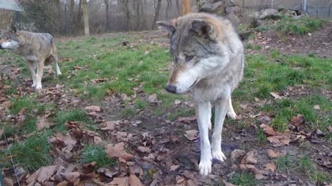 Wolf and dog - friendly encounter