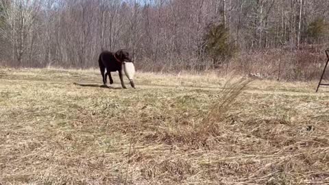 Lab puppy rolls me over backwards while retrieving