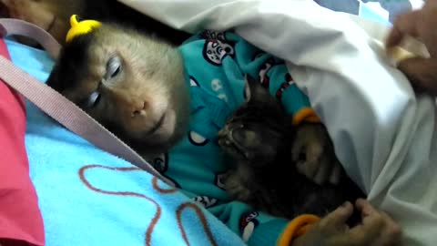 Monkey cuddles kitten she rescued herself