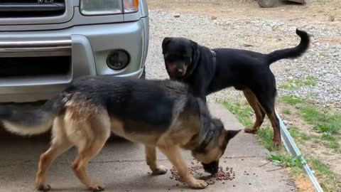 one year old rottweiler challenges alpha German Shepher