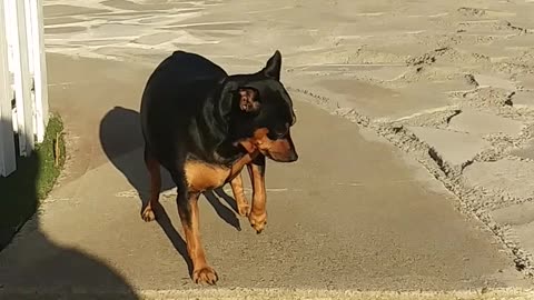 Funny dog can't walk