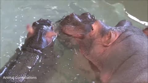 baby hippos swimming