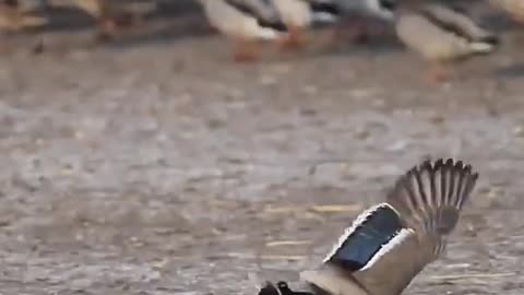 Peregrine Falcon, Fastest Creature In The World #Shorts