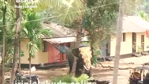 Elephant Rampage at temple Latest Kerala, India