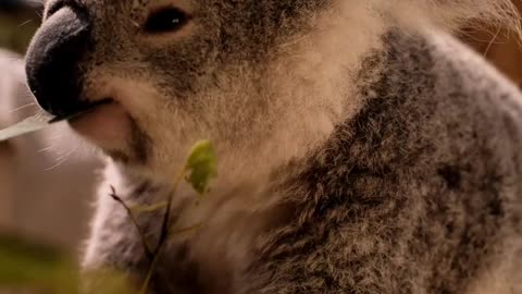 Koala Eating Leaves
