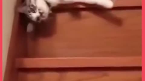 Cute Cat Going Downstairs