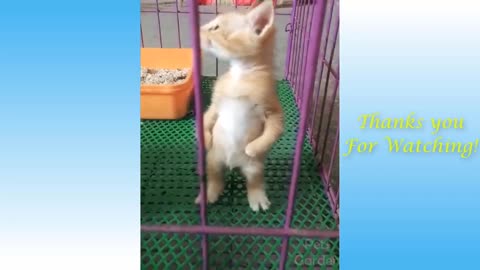 Funny Animal Video | Crazy Video | Cat video.