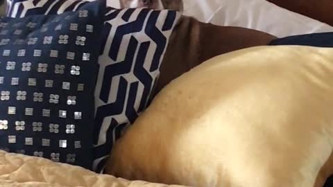 Dog peeks when owner calls