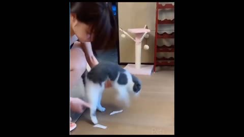 Funny Animals 2022 - Funniest Cats and Dogs Videos 🐱🐶 Part 1