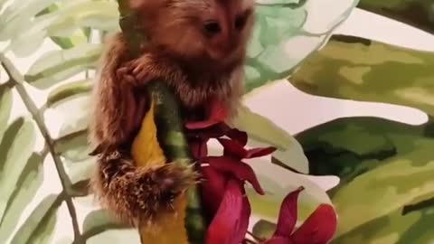 Baby marmosets monkey2021