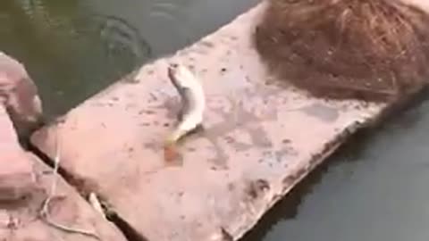 Cat catch a fish😍🐈🐱🐟