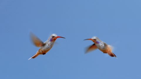 Hummingbirds amazing birds