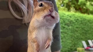 Hand-Feeding a Chipmunk Some Delicious Hazelnuts