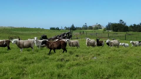 Huge herd of sheep cross right in front of me