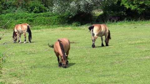 Beautiful horses in their abitardes for lunch.