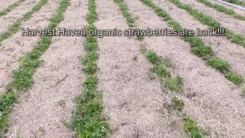 Harvest Haven Strawberries – Sweet and Flavorful